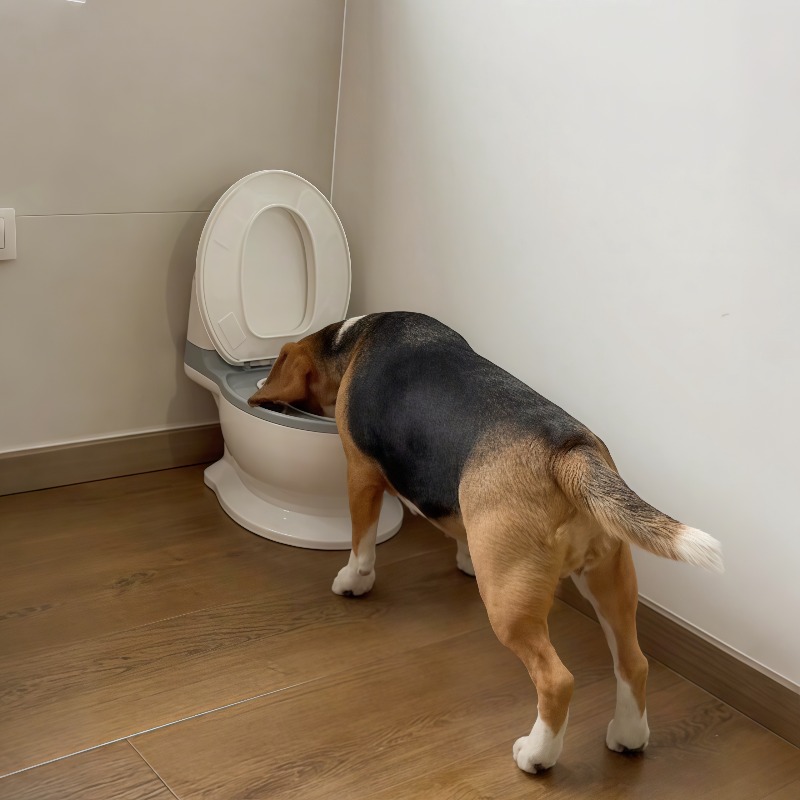 Pet Feeders - 2026 Neuer Lustiger Kreativ Geformter Hunde-Fressnapf,