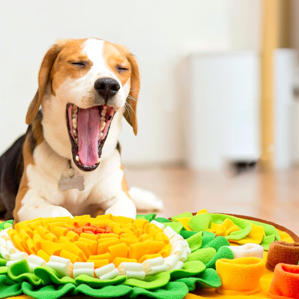 Hundeschnüffelmatte mit Knoche – Dog Puzzle Feeder Toy Bewertung und Preis